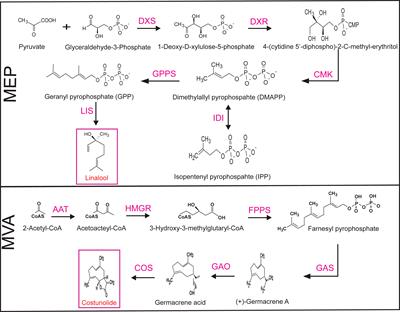 Combinatorial transient gene expression strategies to enhance terpenoid production in plants